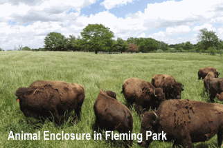 Native Hooved Animal Enclosure
